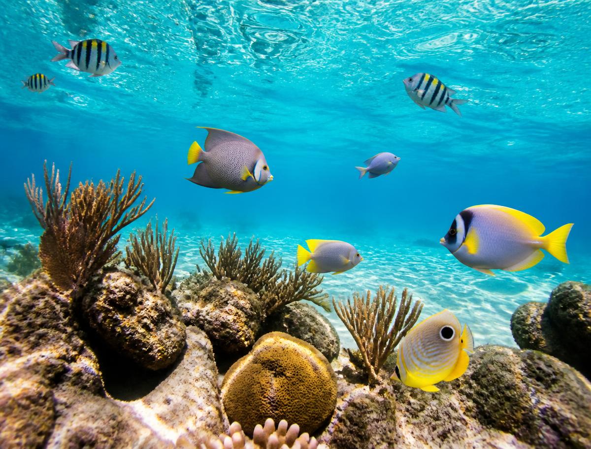 Florida Keys Aquarium Encounters — Florida Keys attraction near Marathon